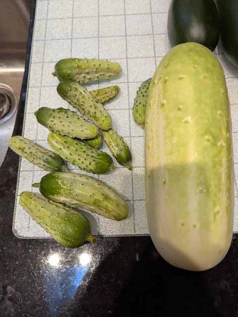 Is this a typical cucumber harvest