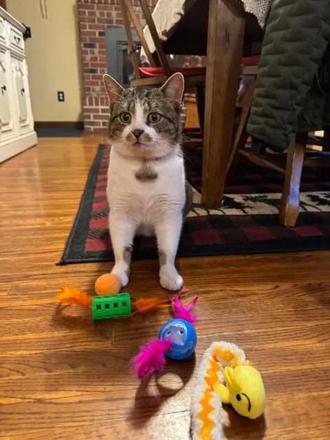 My cat is a rescue. He was *shocked* to receive christmas gifts this year. 