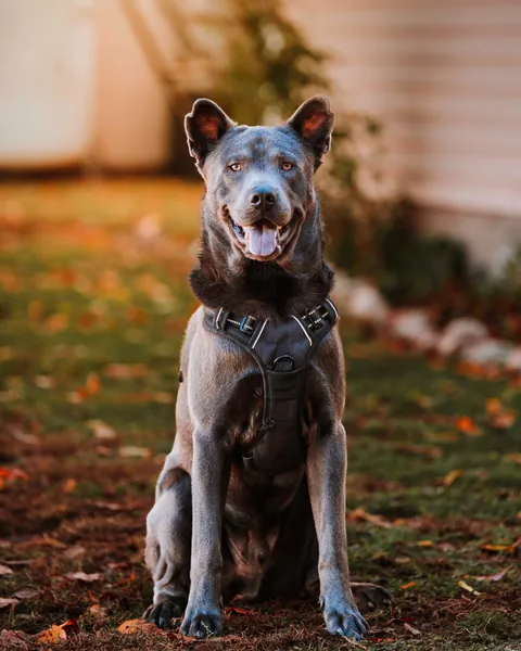 Pesci the gorilla bear pup posing for fall photos
