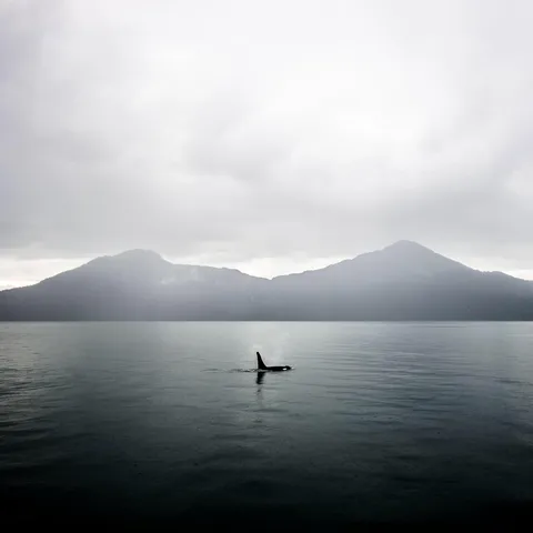 🔥 This orca appeared in my frame on a rainy autumn morning in Alaska [OC] 🔥