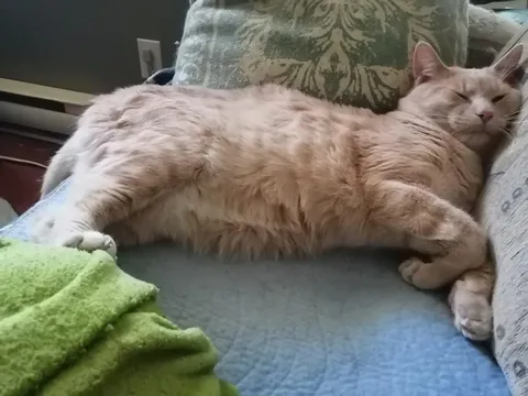 Another update from our shelter. Tristan in his forever home. The sweet boy now has two girlfriends and it’s going really well. ❤️