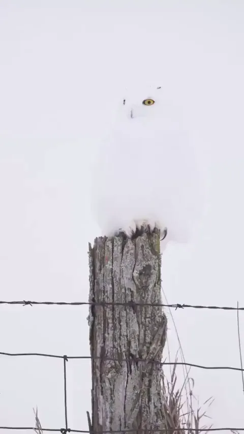 White owl blending into its snowy surroundings