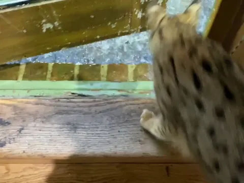 That's one expensive looking cat.