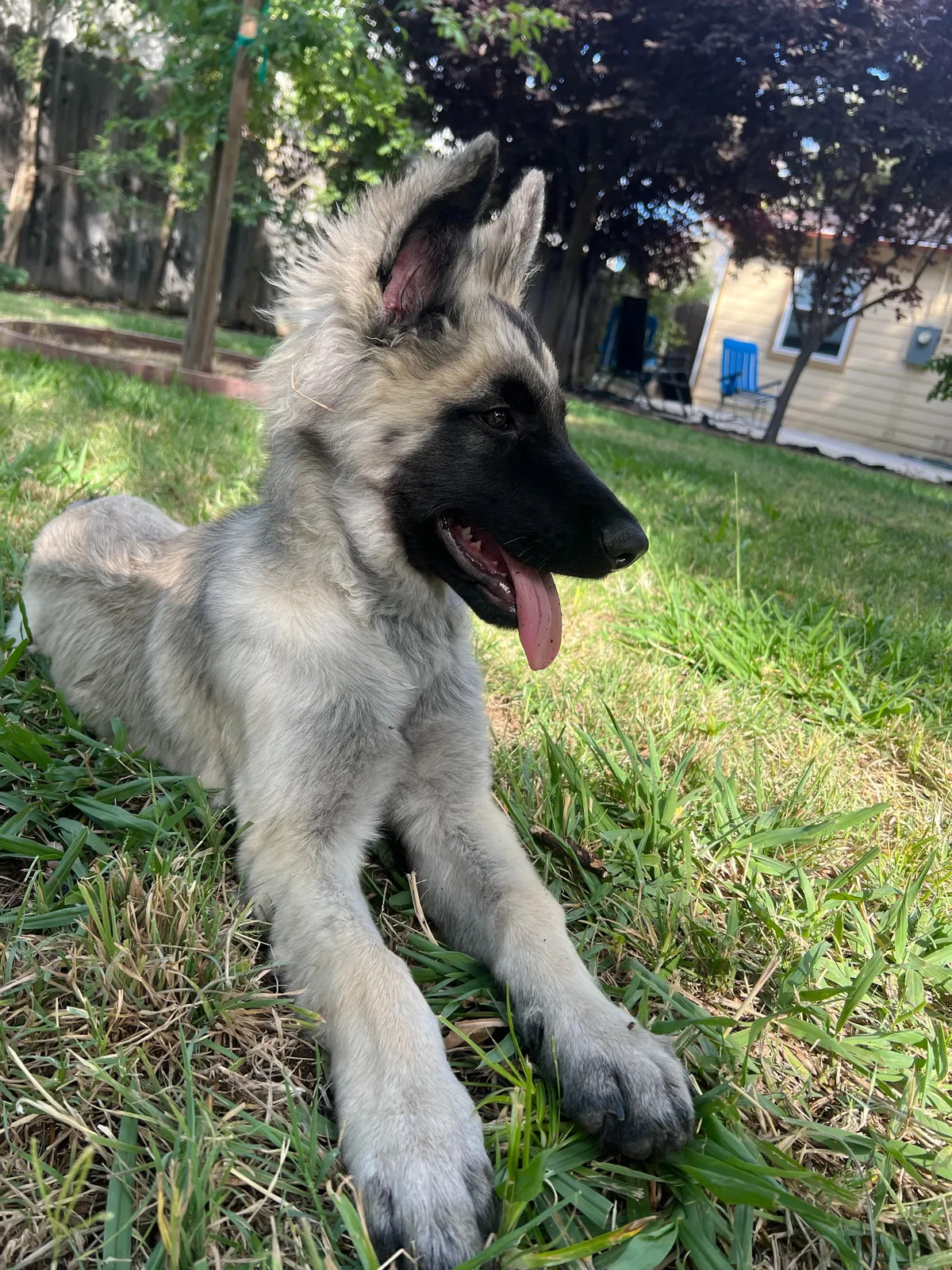 As requested heres a slew of photos of my found stray Kai Guy 😜(not sure breed mix?)