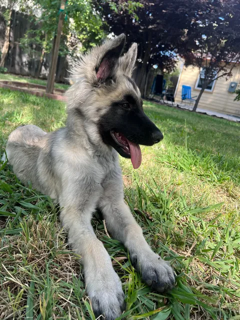 As requested heres a slew of photos of my found stray Kai Guy 😜(not sure breed mix?)