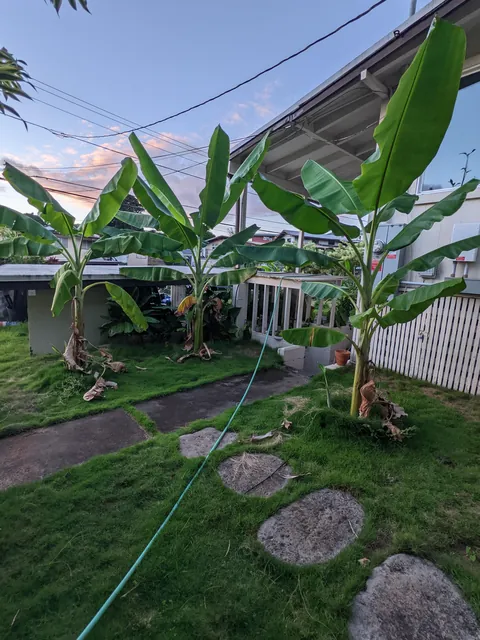 Our banana trees turned into a jungle (Before/After Photos)