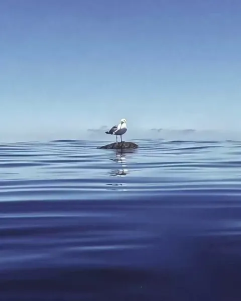 🔥This yellow-legged Gull (Larus michahellis) is using the turtle in the Mediterranean Sea as both a resting spot &amp; a vantage point to scout for food
