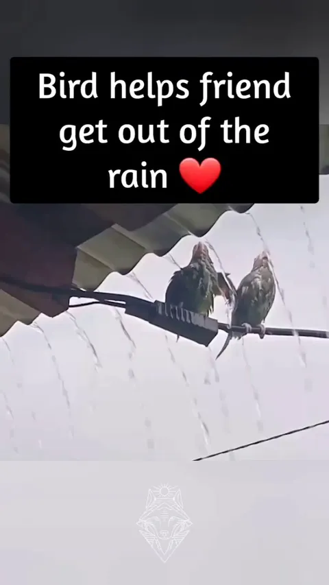 Bird Pushes Its Buddy Out Of The Rain