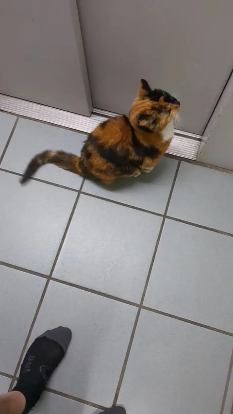 This is Bigoudi, an old calico cat that lives on the 4th floor of our apartment building. We're on the ground floor. When she goes outside, she comes back in and meows until someone opens their apartment door, which is usually us. And then we have to get her into the elevator home.
