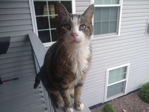 RIP Noah 2008-2021, the goodest boy