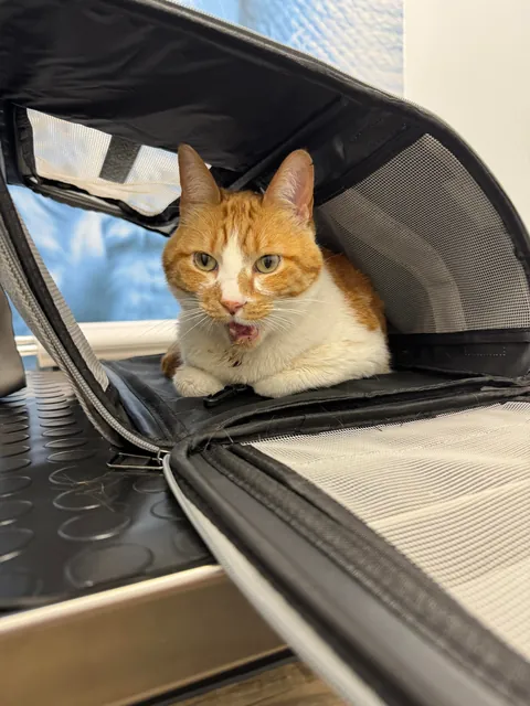 My Cat Broke His Jaw, Now He Looks Like Bane