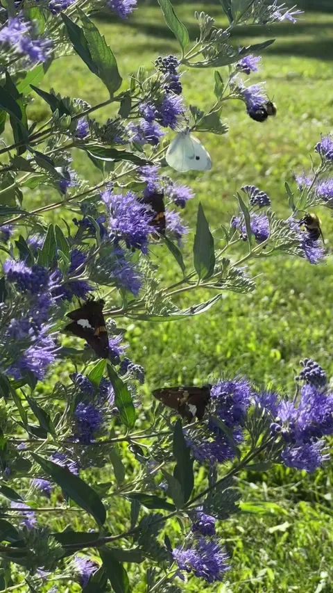 My blue mist brings all the pollinators to the yard 