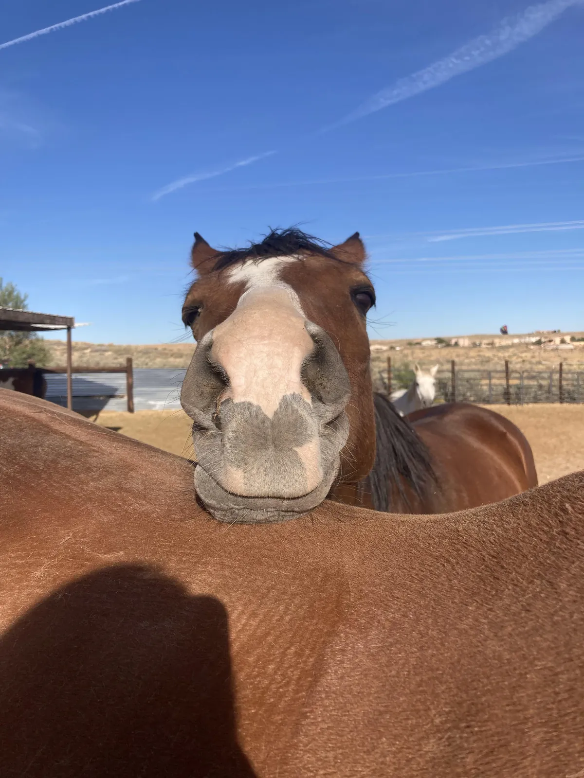 My horse and his buddy resting his head while standing in the sun.