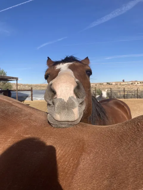 My horse and his buddy resting his head while standing in the sun.