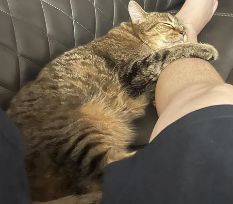 My cat is an asshole