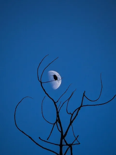 ITAP of a hummingbird in front of the moon