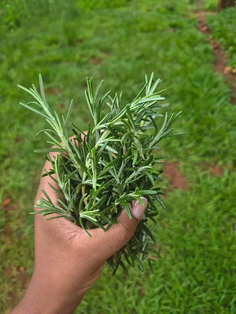 Rosemary