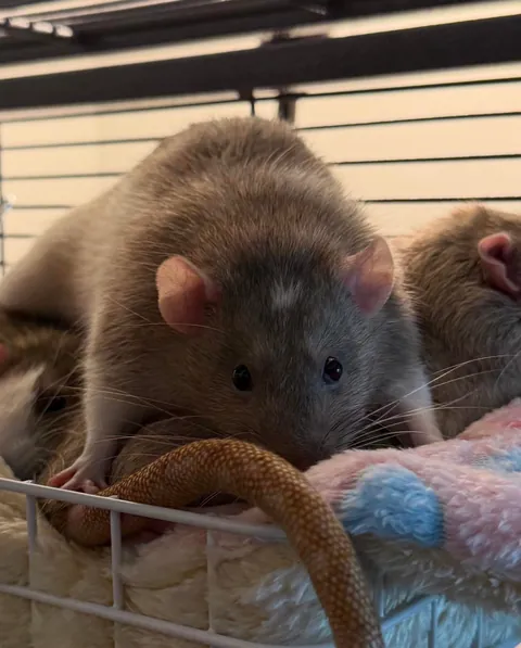 lol why is Bean like this?