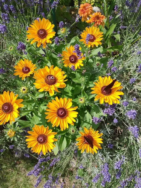 Summer flowers