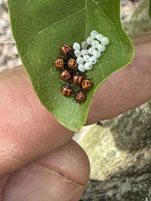 [OC] Ladybugs, just hatched.