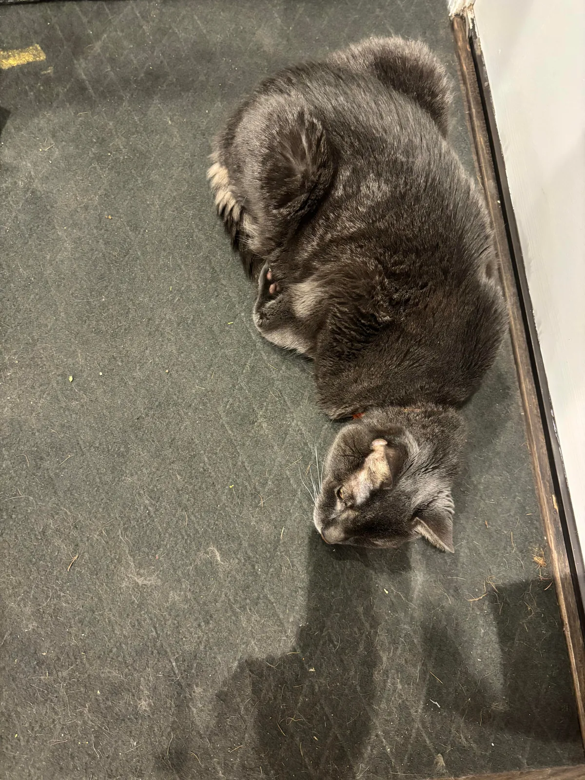 Anyone else’s cat sleep like a rotisserie chicken?