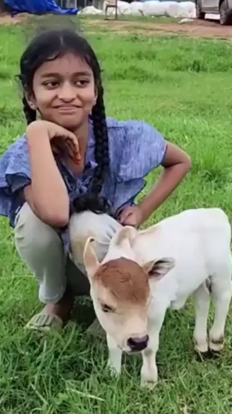 Calf of one of the smallest Cow breeds in the world : The Punganur cattle ( India)