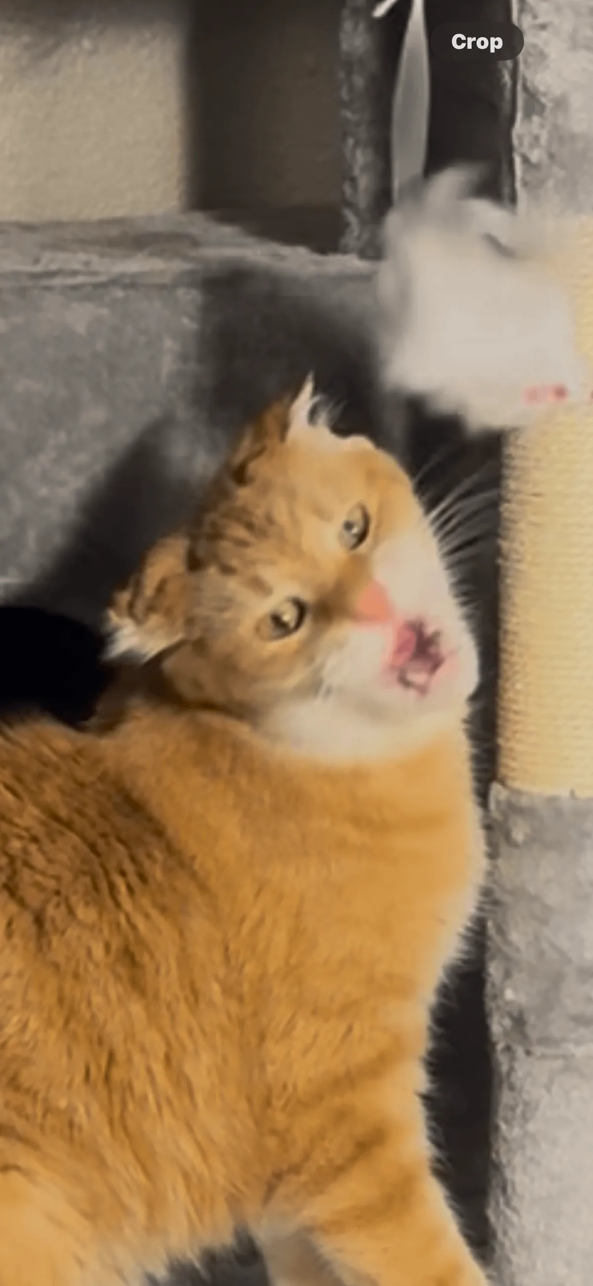 This is Cheeto, adopted this old man a while back and I think he might be my soul cat.