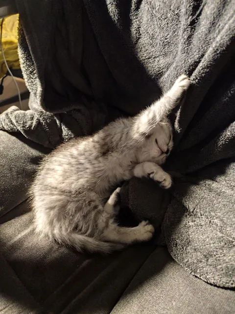 Her name is Sonya, she is a month old