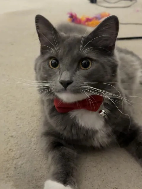 To neuter, or not to neuter .. that is my question