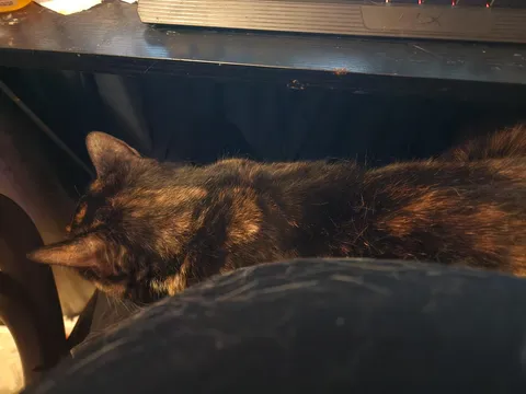 I was diagnosed with stage 4 kidney failure and ever since she refuses to leave my side.