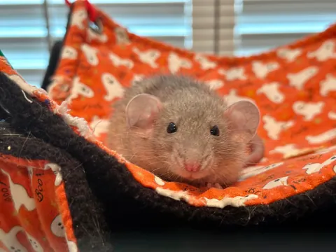 In Loving Memory of President Link 💔