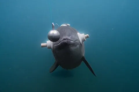 🔥15 images from Nature Photographer of the Year 2025