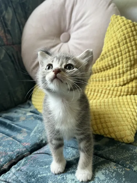 Sweet  foster kitten ❤️🐱❤️