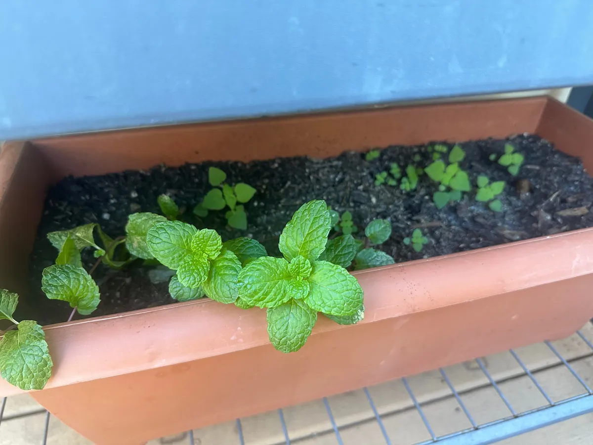 Are these mint sprouts?