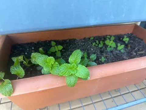 Are these mint sprouts?