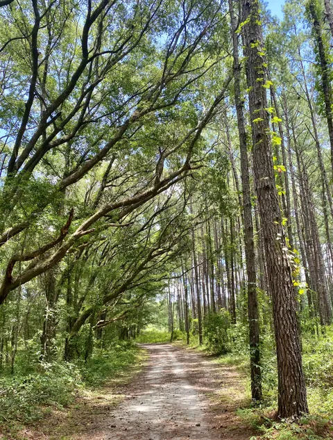 This path separating pines on one side and oaks on the other 