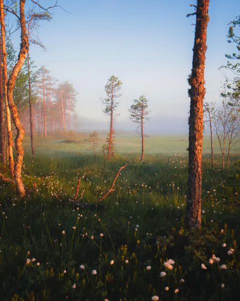 Misty summer night in Eastern Finland [OC] [3973x4966]