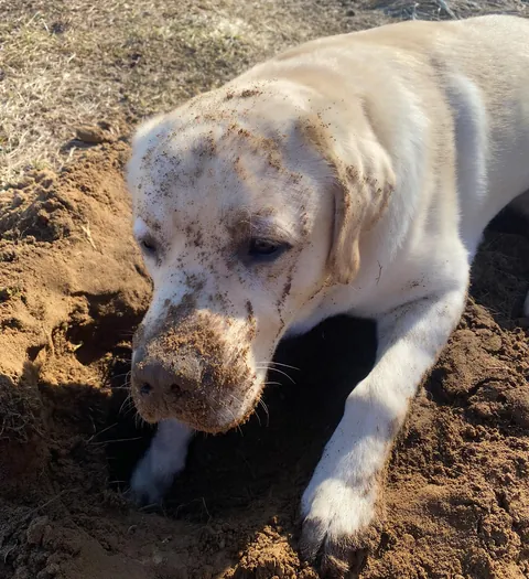 My little lab, Ben