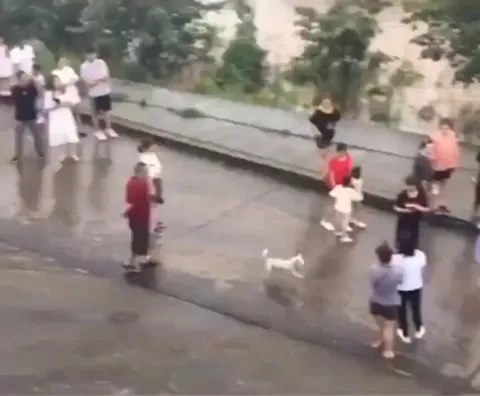 This brave mama dog saving her pup from a flood