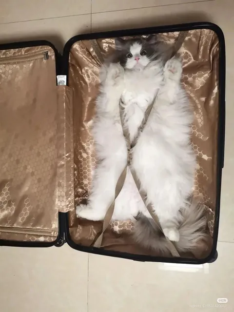 Ready for vacation