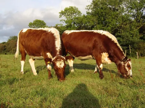 Rose and Willow grazing away from the rest of their herd. They do this every evening.