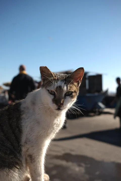 Some photos from my trip to Morocco!