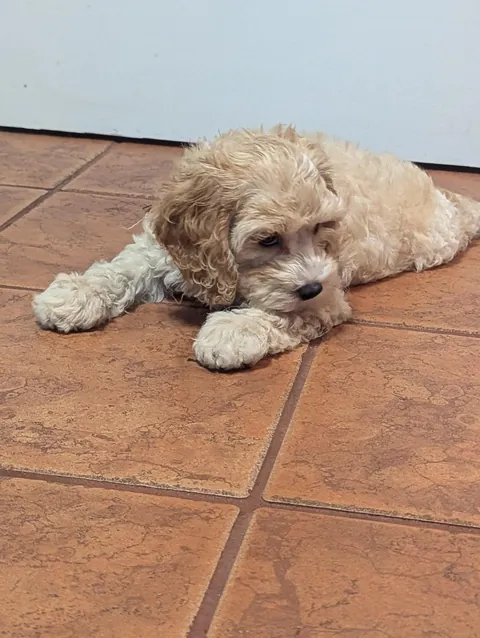 Husband got me a long awaited puppy for Christmas 🥹🐩 meet Delilah 💖