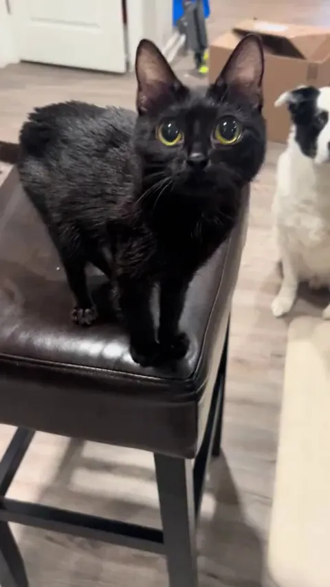 Show me what you want!