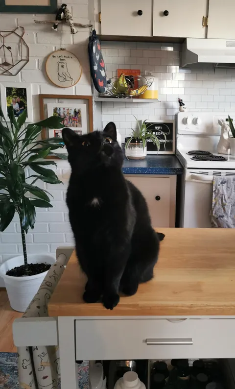 I'm working overnights and forgot to tell my husband about her new morning treat routine so I came home to some interesting faces this am 🖤