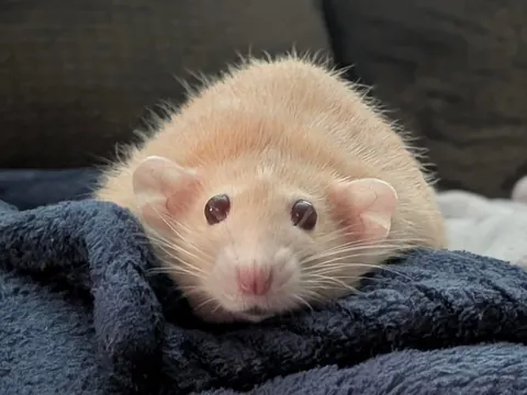 Naga is staring into your soul