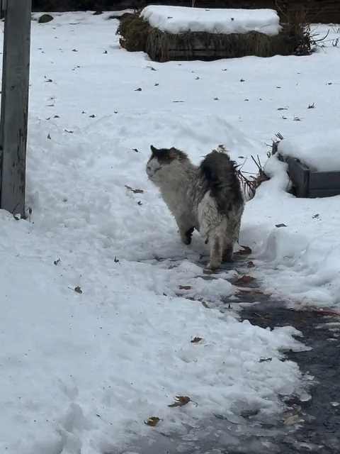 What a change 2 months can make- Foster Fail- read for a happy end 😻