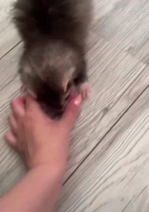 My pet ferret Jinx playing with one of his favorite toys 😂