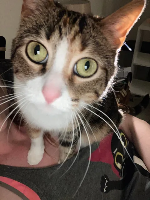 I lost all three cats to a fire last night