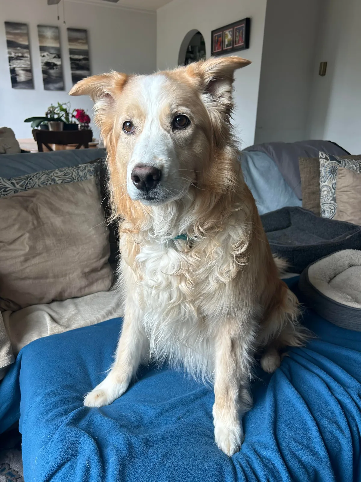 This is Luna, my soul dog🥰  From 1 week to 7.5 years old—she’s a sweet and complicated girl and I love her! ❤️